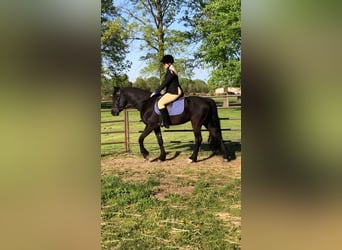 Friesian horses Mix, Gelding, 4 years, 15,1 hh, Black