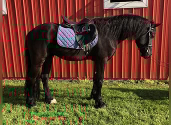Friesian horses Mix, Gelding, 4 years, 15,1 hh, Black