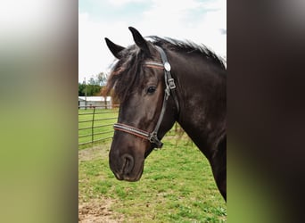 Friesian horses Mix, Gelding, 4 years, 15,1 hh, Black