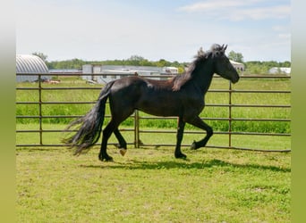 Friesian horses Mix, Gelding, 4 years, 15,1 hh, Black