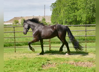 Friesian horses Mix, Gelding, 4 years, 15,1 hh, Black