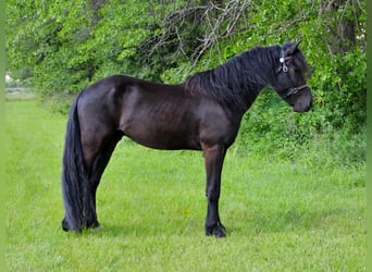 Friesian horses Mix, Gelding, 4 years, 15,1 hh, Black