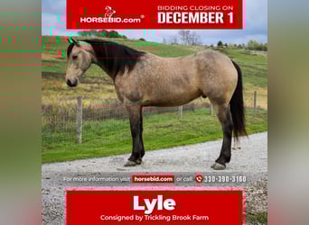 Friesian horses Mix, Gelding, 4 years, 15,2 hh, Buckskin