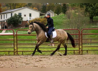Friesian horses Mix, Gelding, 4 years, 15,2 hh, Buckskin