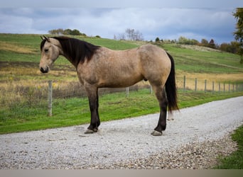 Friesian horses Mix, Gelding, 4 years, 15,2 hh, Buckskin