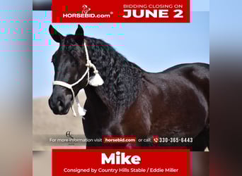 Friesian horses Mix, Gelding, 4 years, 15,3 hh, Black