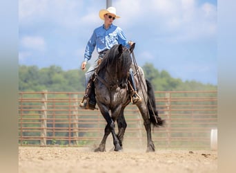 Friesian horses Mix, Gelding, 4 years, 15,3 hh, Roan-Blue