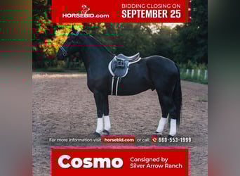 Friesian horses Mix, Gelding, 4 years, 16.1 hh, Black