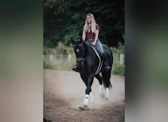 Friesian horses Mix, Gelding, 4 years, 16.1 hh, Black