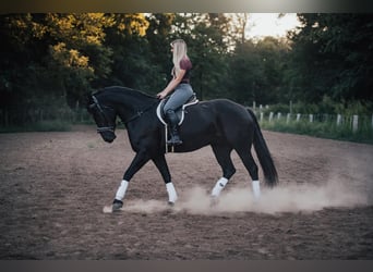 Friesian horses Mix, Gelding, 4 years, 16.1 hh, Black