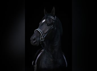 Friesian horses Mix, Gelding, 4 years, 16.1 hh, Black