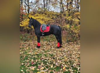 Friesian horses Mix, Gelding, 4 years, 16.1 hh, Black