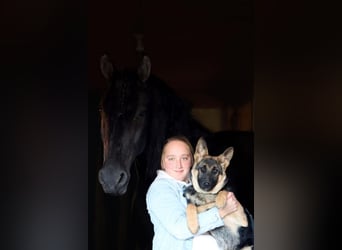 Friesian horses Mix, Gelding, 4 years, 16.1 hh, Black