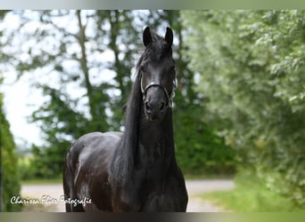 Friesen, Wallach, 4 Jahre, 16,1 hh, Rappe