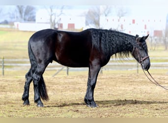 Friesian horses Mix, Gelding, 4 years, 16.1 hh, Black