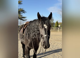 Friesian horses Mix, Gelding, 4 years, 16.1 hh, Black
