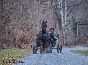 Friesian horses, Gelding, 4 years, 16,1 hh, Black