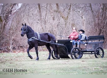 Friesian horses, Gelding, 4 years, 16,1 hh, Black