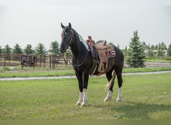 Friesian horses, Gelding, 4 years, 16.1 hh, Tobiano-all-colors