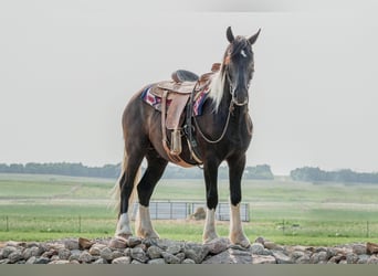 Friesian horses, Gelding, 4 years, 16.1 hh, Tobiano-all-colors