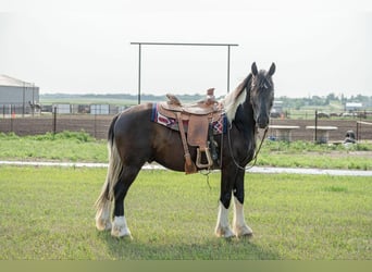 Friesian horses, Gelding, 4 years, 16.1 hh, Tobiano-all-colors