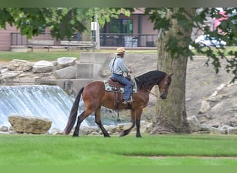 Friesian horses, Gelding, 4 years, 16.2 hh, Bay