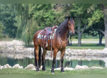Friesian horses, Gelding, 4 years, 16.2 hh, Bay