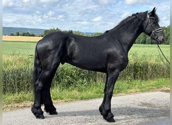 Friesian horses, Gelding, 4 years, 16.2 hh, Black