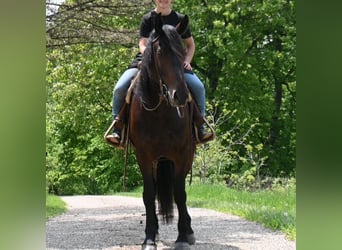Friesian horses, Gelding, 4 years, 16.2 hh, Black