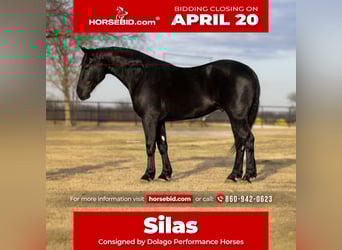 Friesian horses Mix, Gelding, 4 years, 16.2 hh, Black