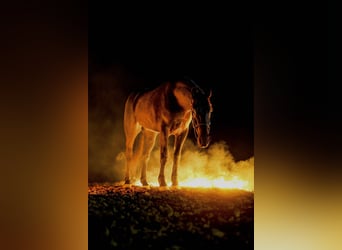 Friesian horses Mix, Gelding, 4 years, 16.2 hh, Black