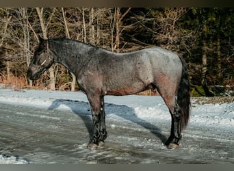 Friesian horses, Gelding, 4 years, 16.2 hh, Roan-Blue