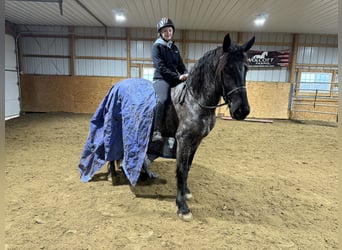 Friesian horses, Gelding, 4 years, 16.2 hh, Roan-Blue