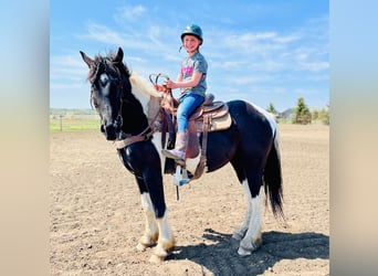 Friesian horses, Gelding, 4 years, 16.2 hh, Tobiano-all-colors
