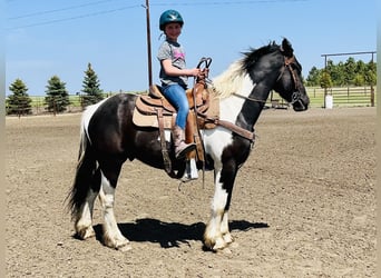 Friesian horses, Gelding, 4 years, 16.2 hh, Tobiano-all-colors