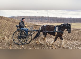 Friesian horses, Gelding, 4 years, 16.3 hh, Tobiano-all-colors