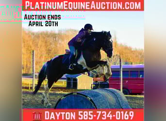 Friesian horses, Gelding, 4 years, 16.3 hh, Tobiano-all-colors