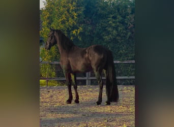 Friesian horses Mix, Gelding, 4 years, 16 hh, Black