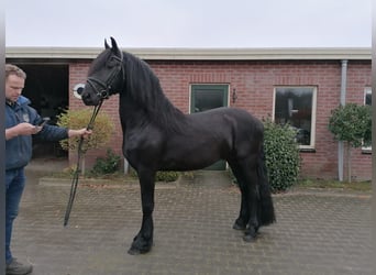 Friesian horses, Gelding, 4 years, 16 hh, Black