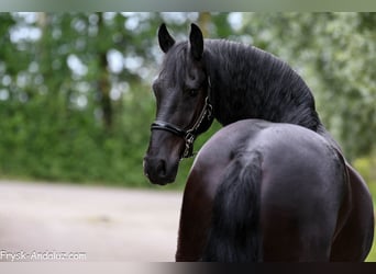 Friesian horses, Gelding, 4 years, 16 hh, Black