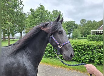 Friesian horses, Gelding, 4 years, 16 hh, Black