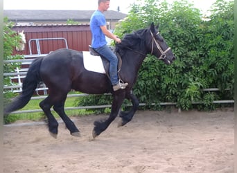 Friesian horses Mix, Gelding, 4 years, 16 hh, Black