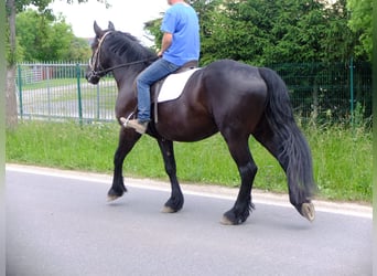Friesian horses Mix, Gelding, 4 years, 16 hh, Black