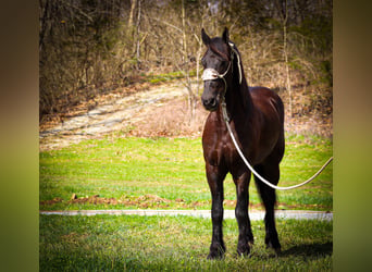 Friesian horses, Gelding, 4 years, 16 hh, Black