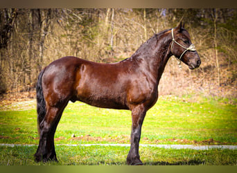 Friesian horses, Gelding, 4 years, 16 hh, Black