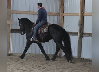 Friesian horses, Gelding, 4 years, 16 hh, Black