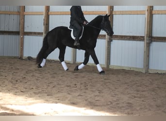 Friesian horses, Gelding, 4 years, 16 hh, Black