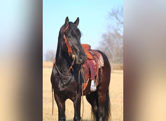 Friesian horses, Gelding, 4 years, 16 hh, Black