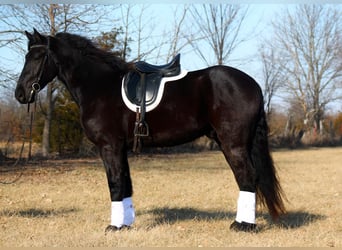 Friesian horses, Gelding, 4 years, 16 hh, Black