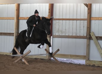 Friesian horses, Gelding, 4 years, 16 hh, Black